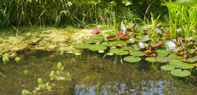 Gartenteich auch f&uuml;r den kleinen Geldbeutel
