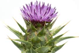 Mariendistel