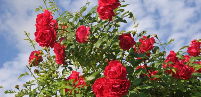 Rosenhecke Rosenhecke