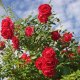 Rosenhecke